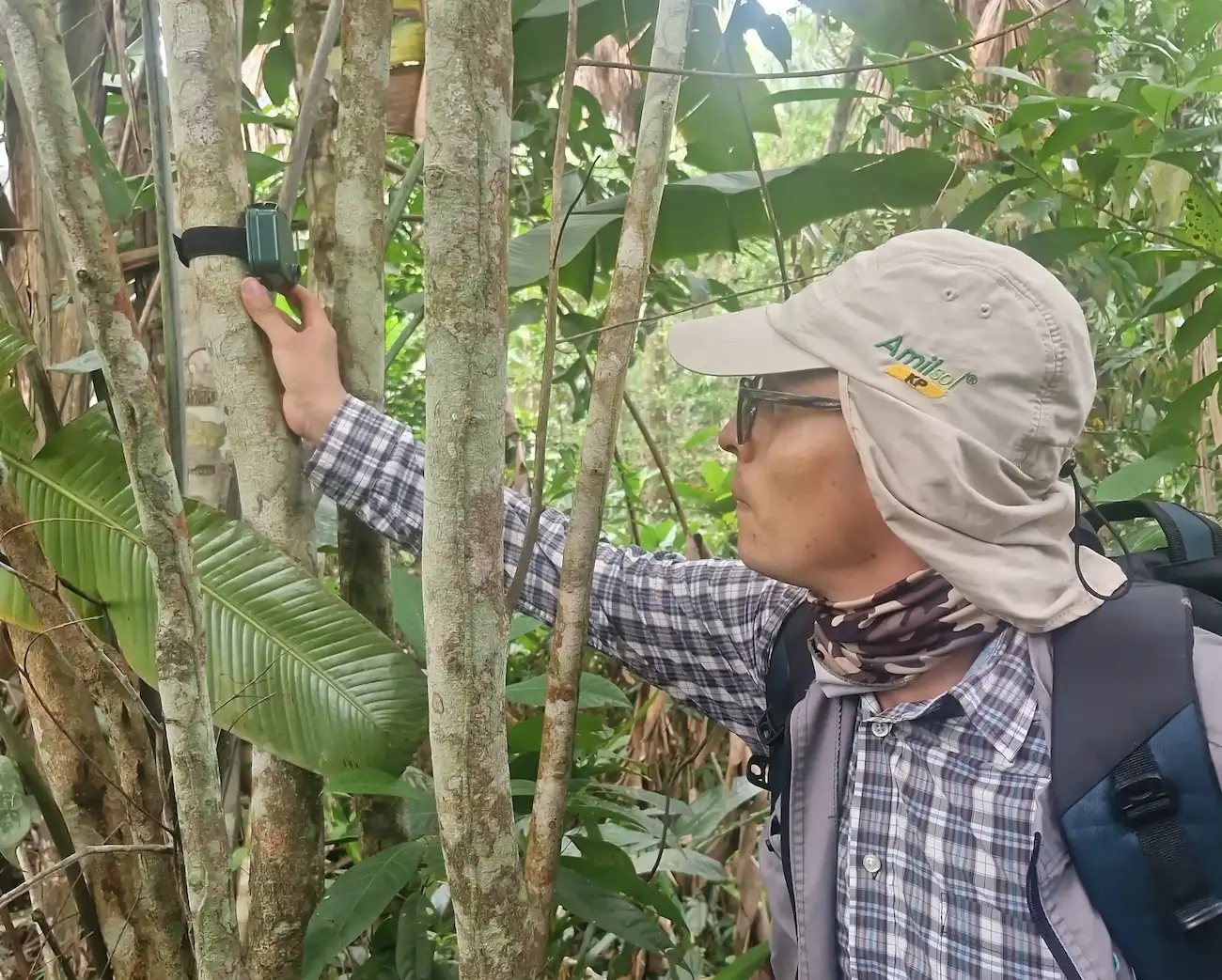 Juan placing an an Audiomoth in the field